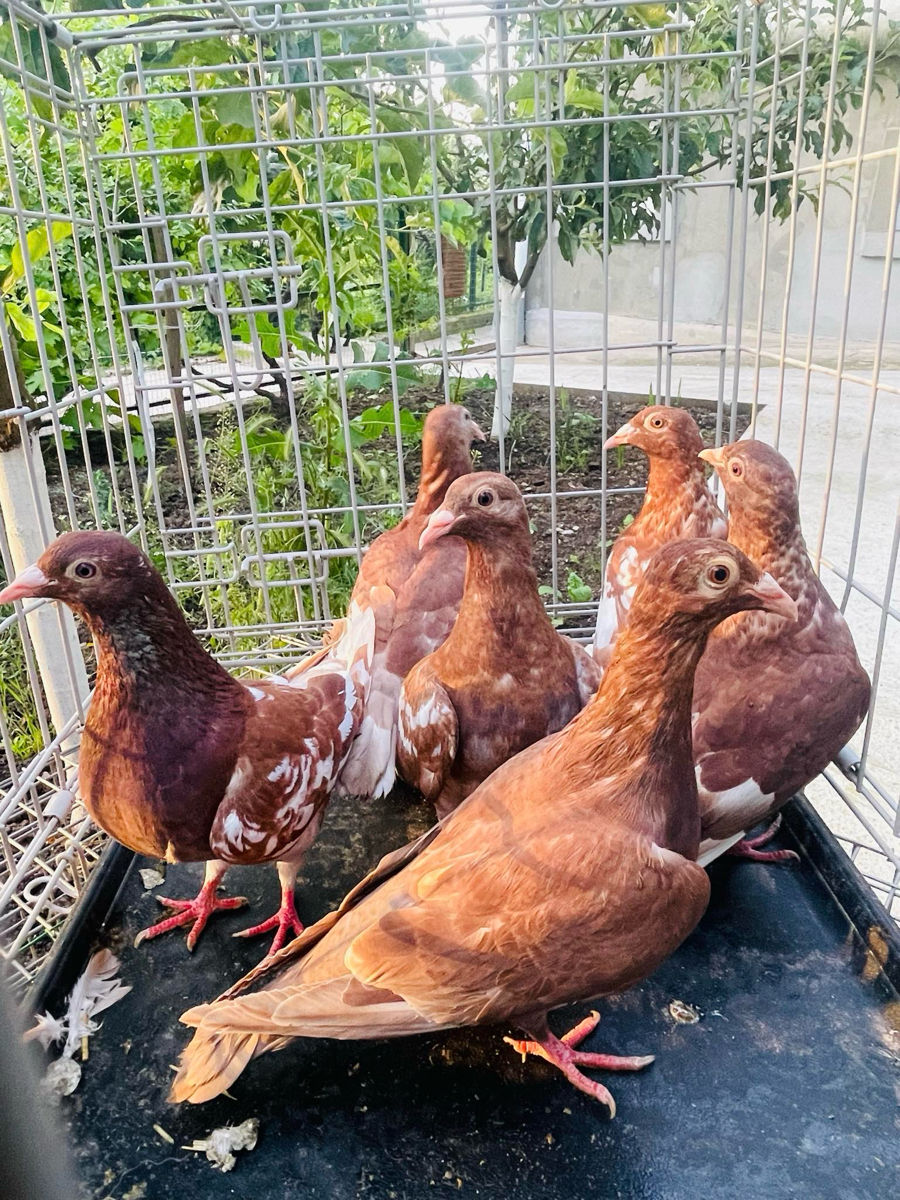Porumbei Karel meulemans, voiajori stil vechi, voiajori italieni de expoziție foto 2