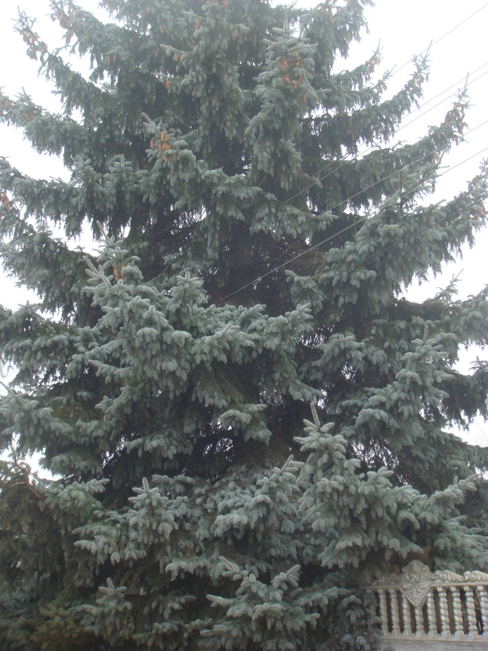 Продается величественная пушистая голубая ель