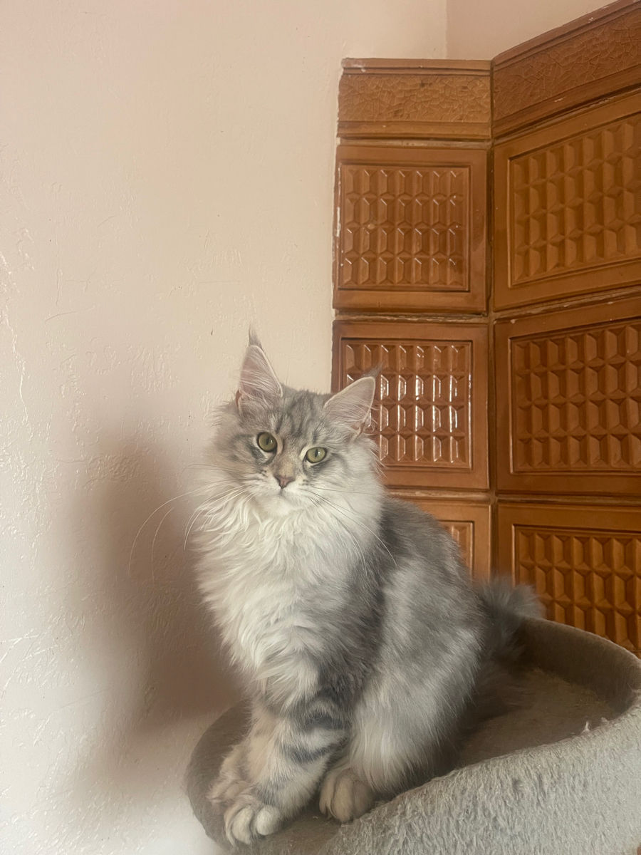Pisoi gigant mein coon de vânzare.Продаются котята породы мейн кун foto 3