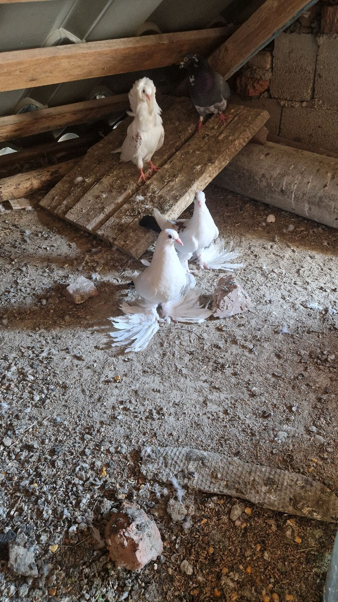 Porumbei foto 2