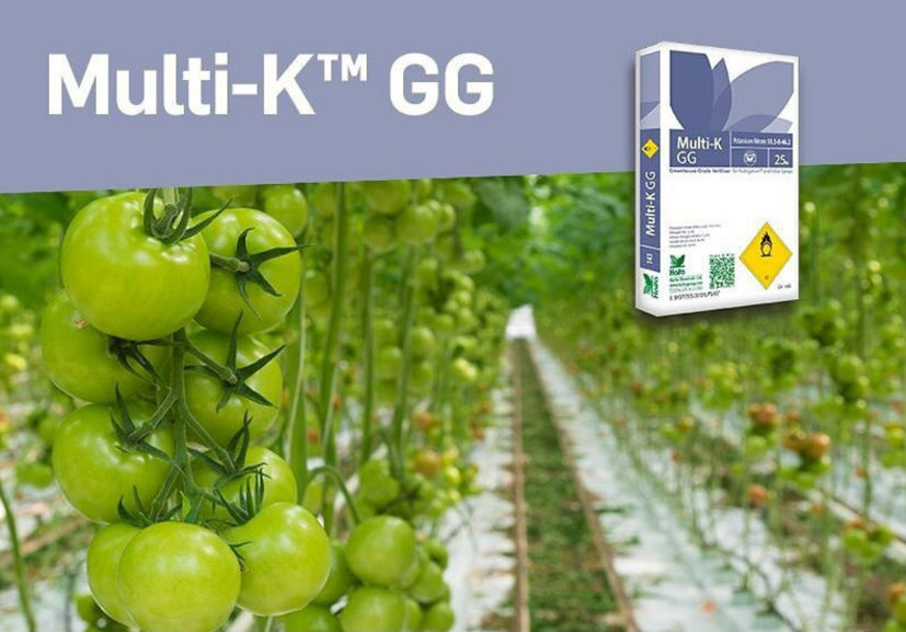 Multi-K GG / Nitrat De Potasiu / Haifa Chemicals Ltd. foto 1