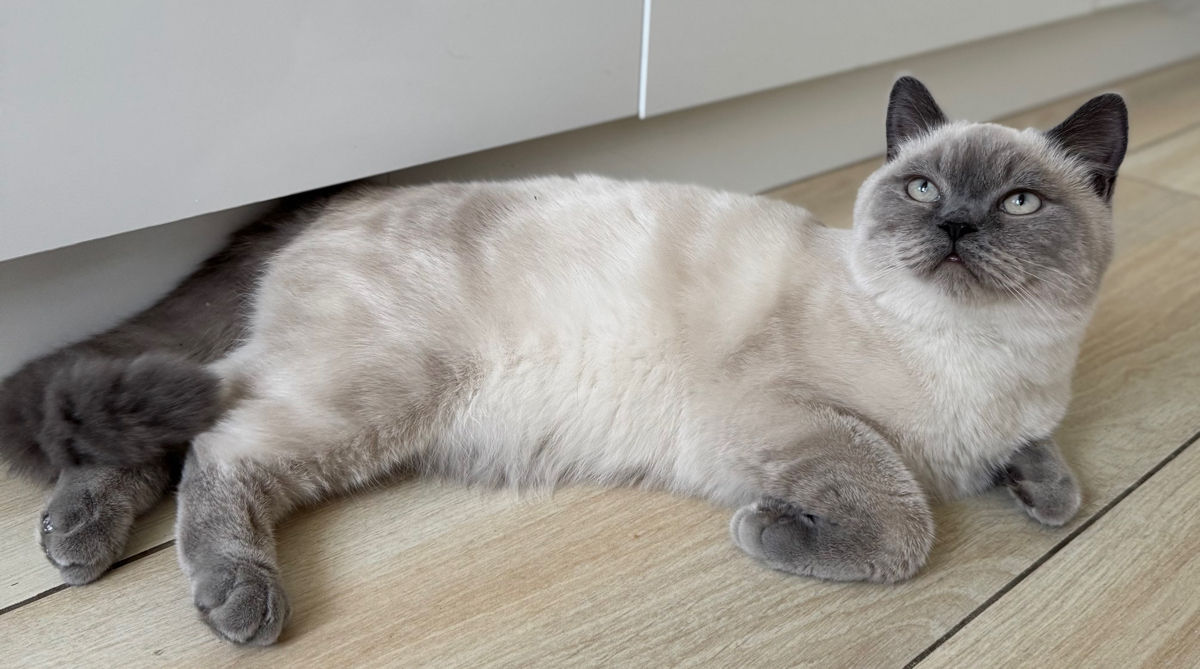 Motan de rasă pentru împerechere ( monta)– invităm pisici acasă la noi.  Кот для вязки ! фото 4