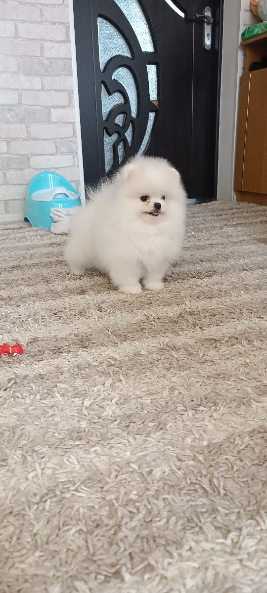 Крошки Mini toy Spitz Pomeranian foto 5