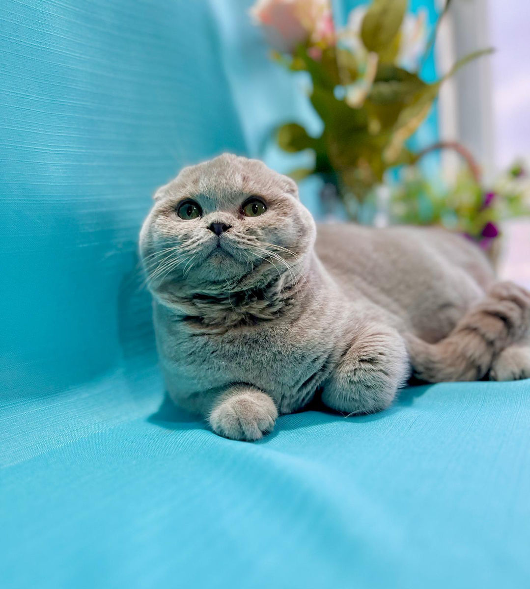 Кот лиловый вислоухий! Бельцы.  фото 0