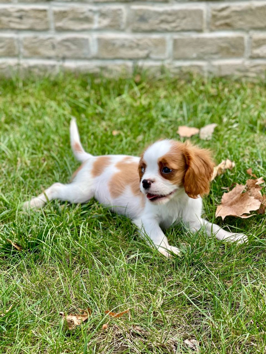 Кавалер чарльз кинг спаниель Cavalier King Charles Spaniel foto 5