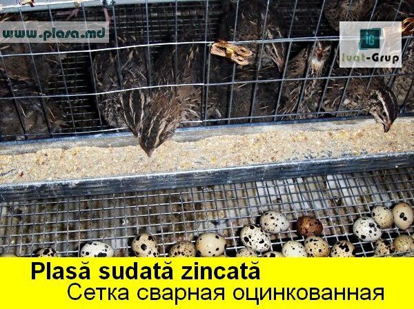 Колючая проволока в Молдове,сетка  металлическая в Молдове,заборы,сварные панели,столбы ж/бетонные фото 6