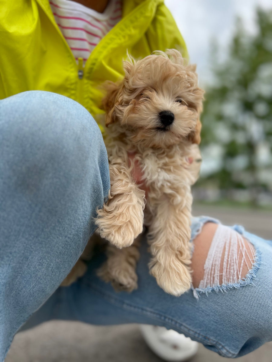 Мальтипу F1 мини / Maltipoo F1 Mini