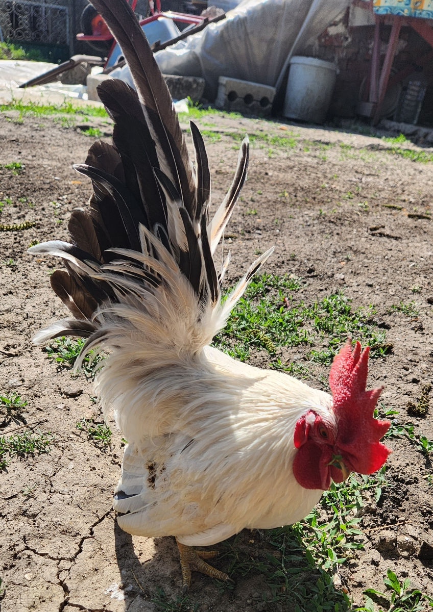 Vând un cocoș de chabo foto 0