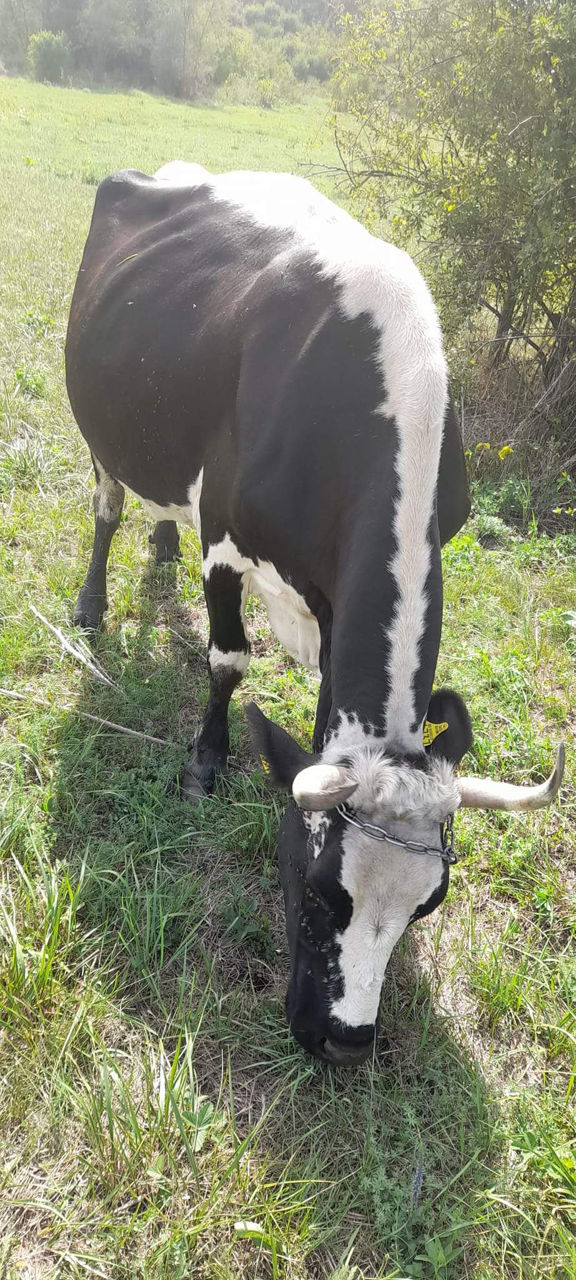 Vaca a fata si vitica a fata. договорная. 