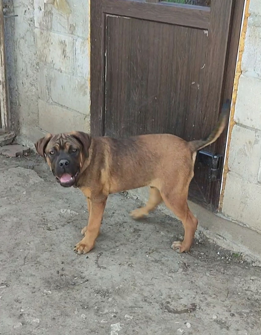 Cane corso  foto 2