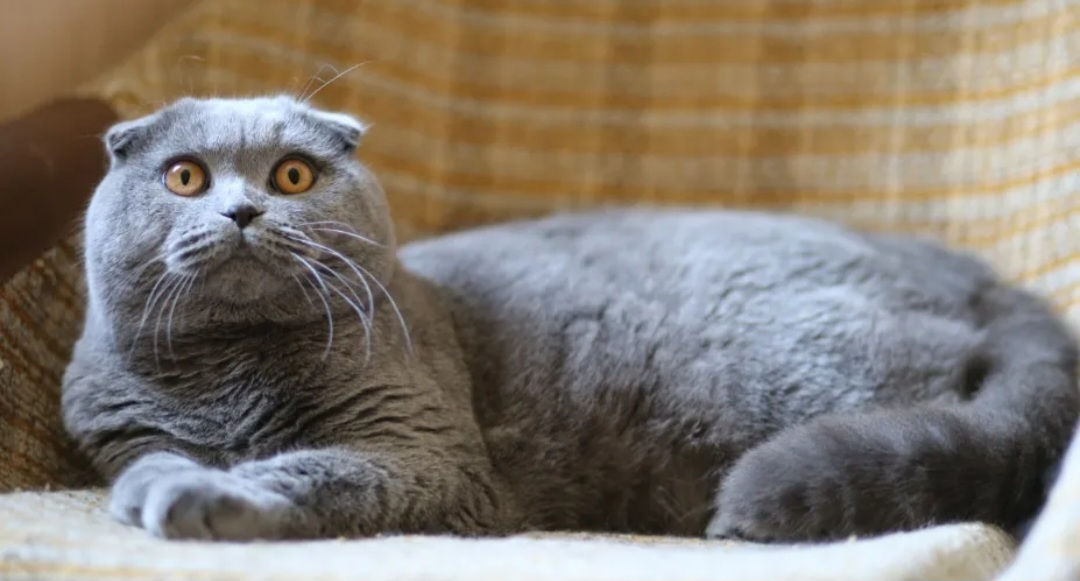 Montă - imperechere,cu motan scottish fold фото 5