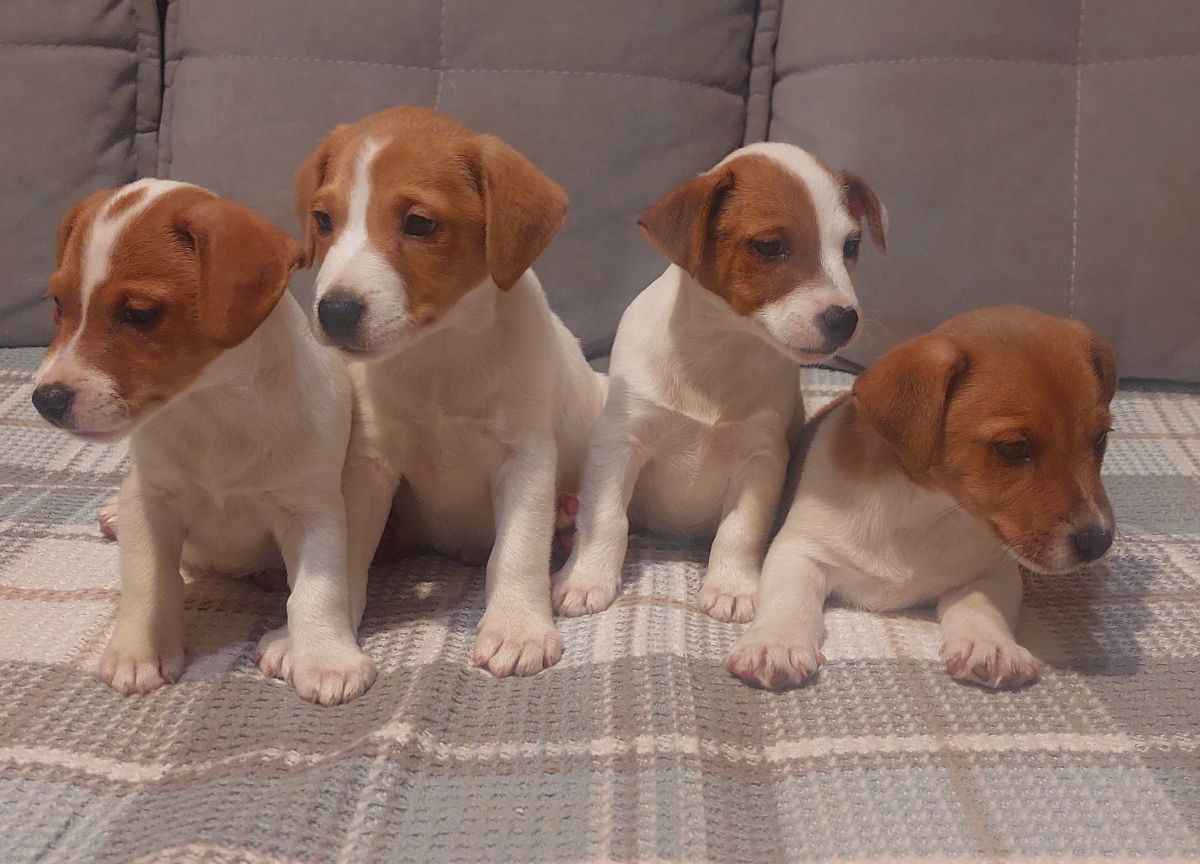 Vând căței jack russell terrier, născuți la 15 august. Or. Soroca foto 8