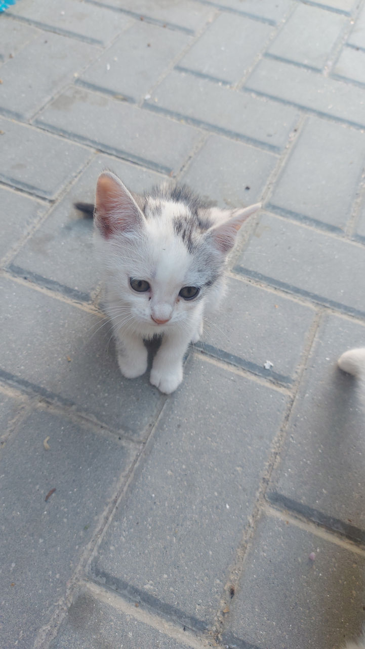 Отдам котят в хорошие руки