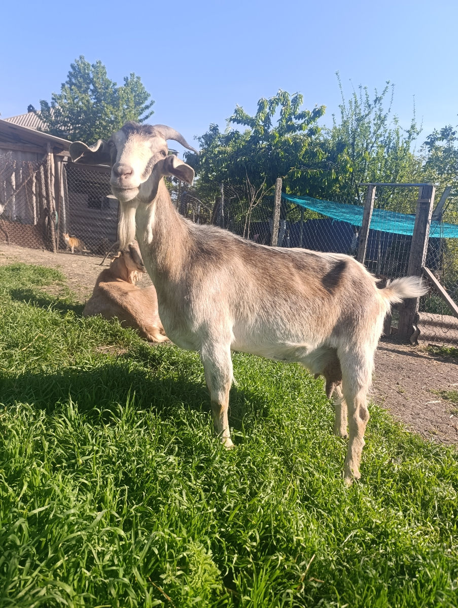 Căpriță de vinzare foto 2