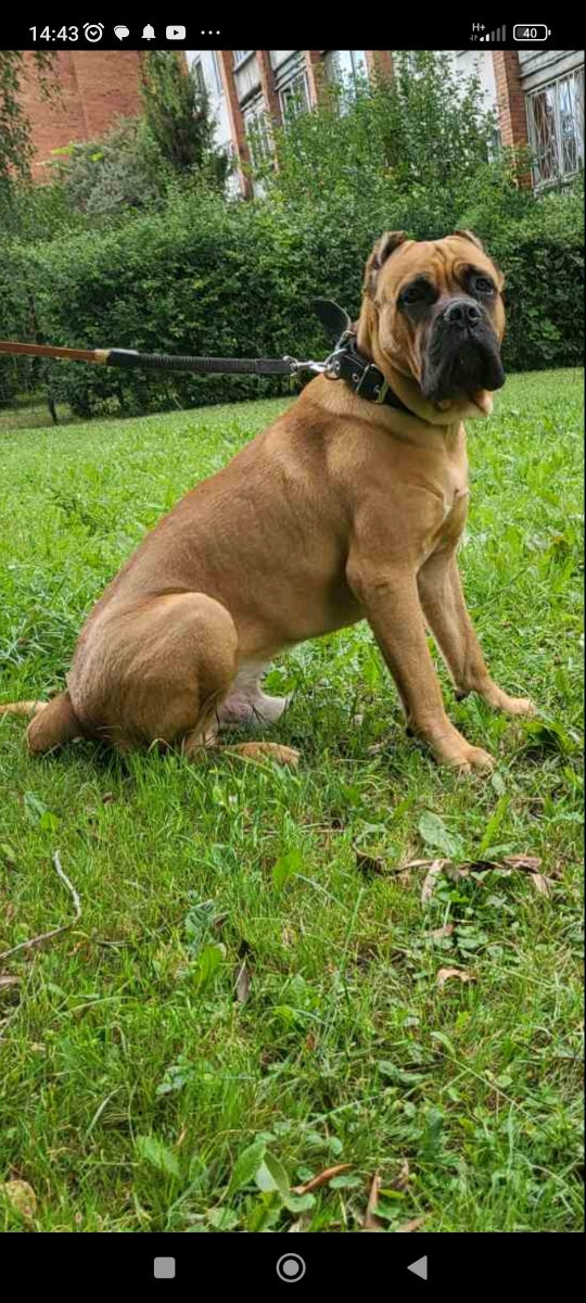 Cane corso  foto 4