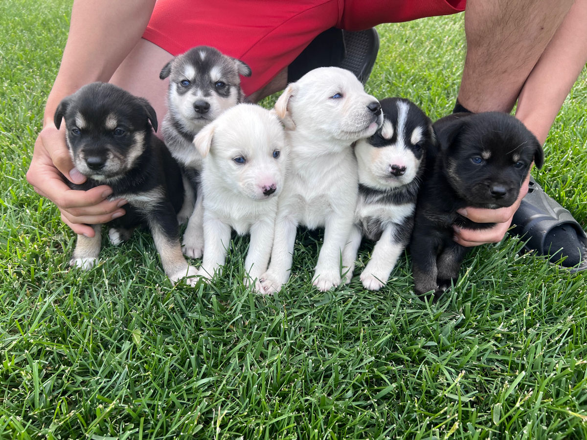 Vînd Metis Labrador & Husky foto 1