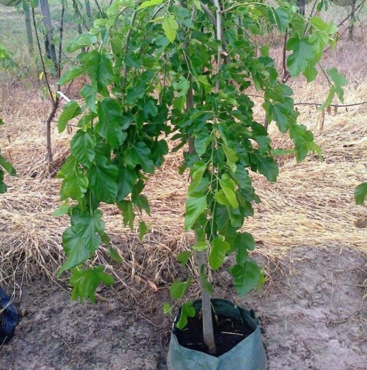 Плакучая шелковица