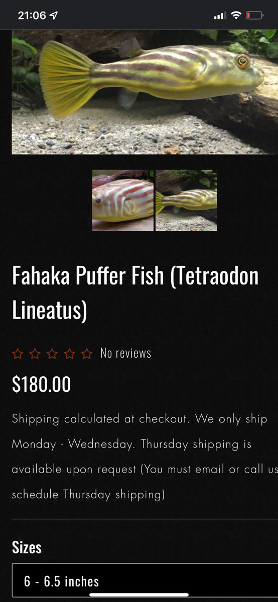 Tetradon fahaka тетраодон фахака foto 4