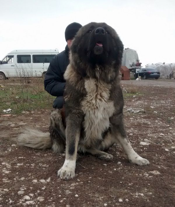 Кавказская овчарка щенок