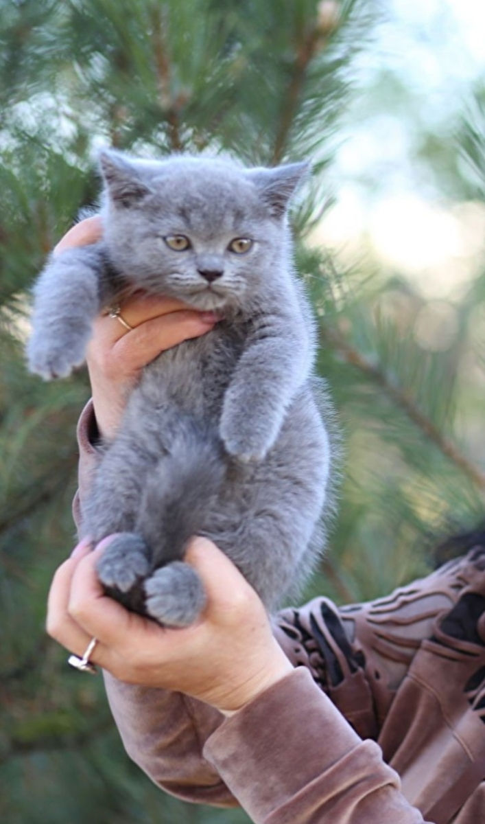 Montă - imperechere,cu motan scottish fold фото 8