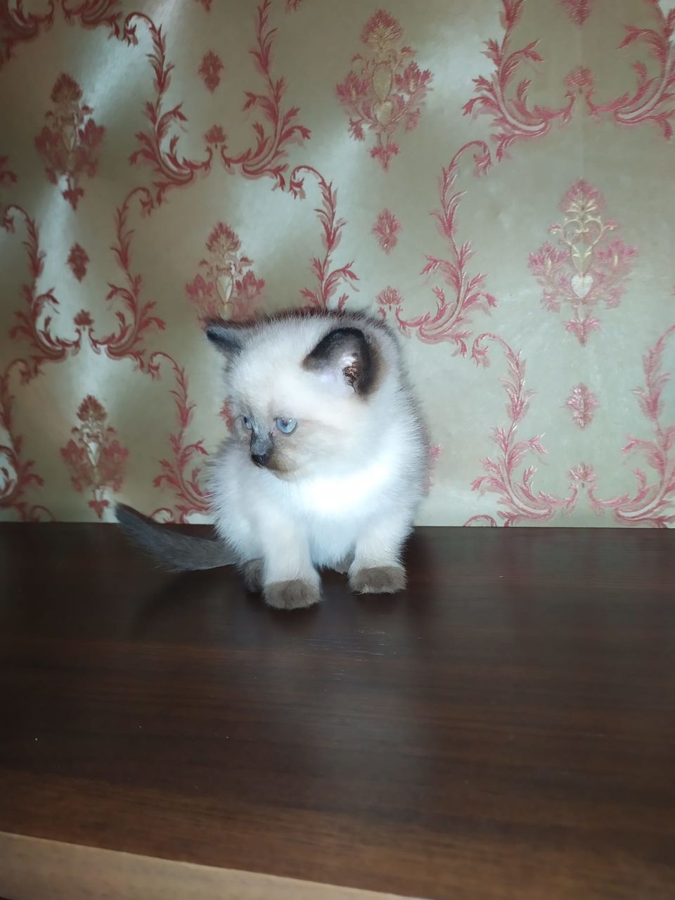 Кошечка тайская.Милая, игривая и очень аккуратная Приучена к лотку ...