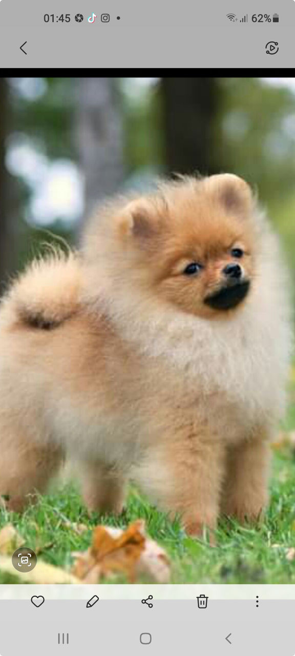 Pomeranian  померанский  шпиц foto 6