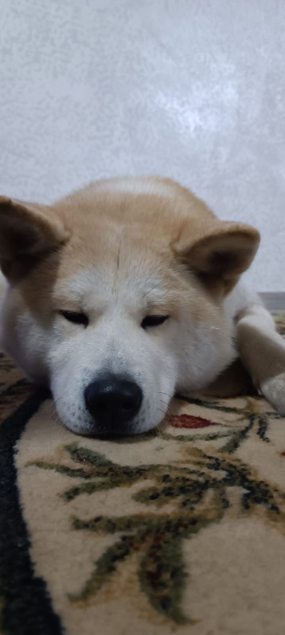 Akita  foto 8
