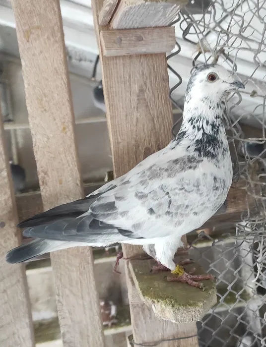 Porumbei voiajori și dragoni foto 0