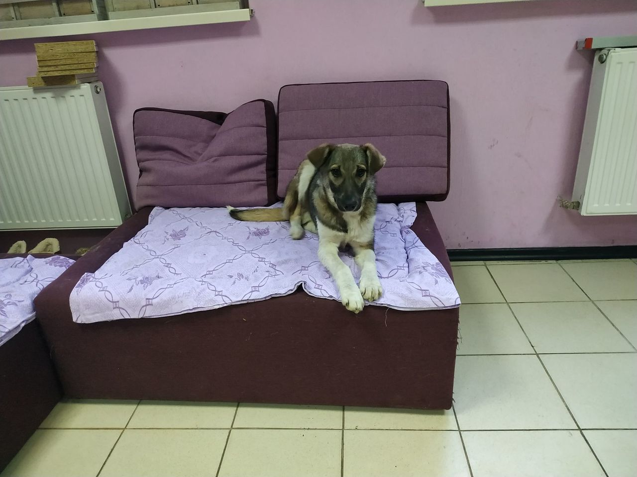 Отдам в добрые руки.