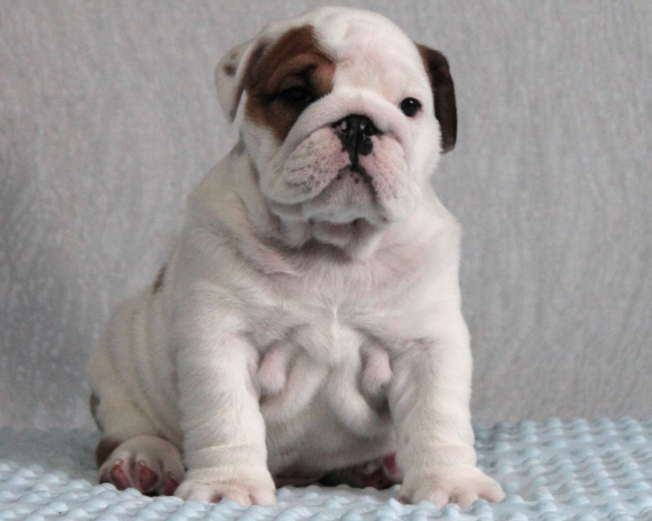 Cățeluși de Bulldog Englez foto 1