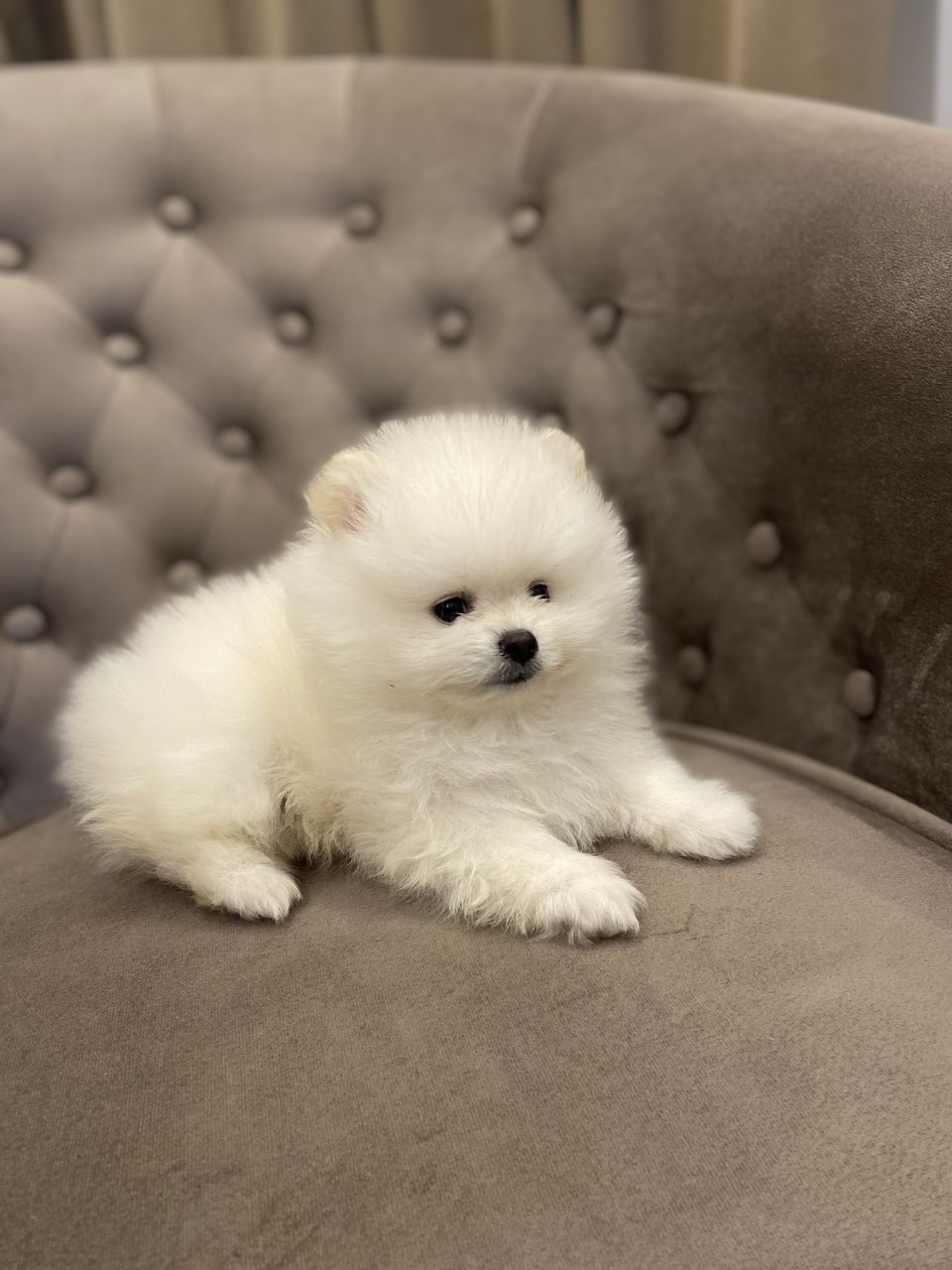 Spit Pomeranian foto 1