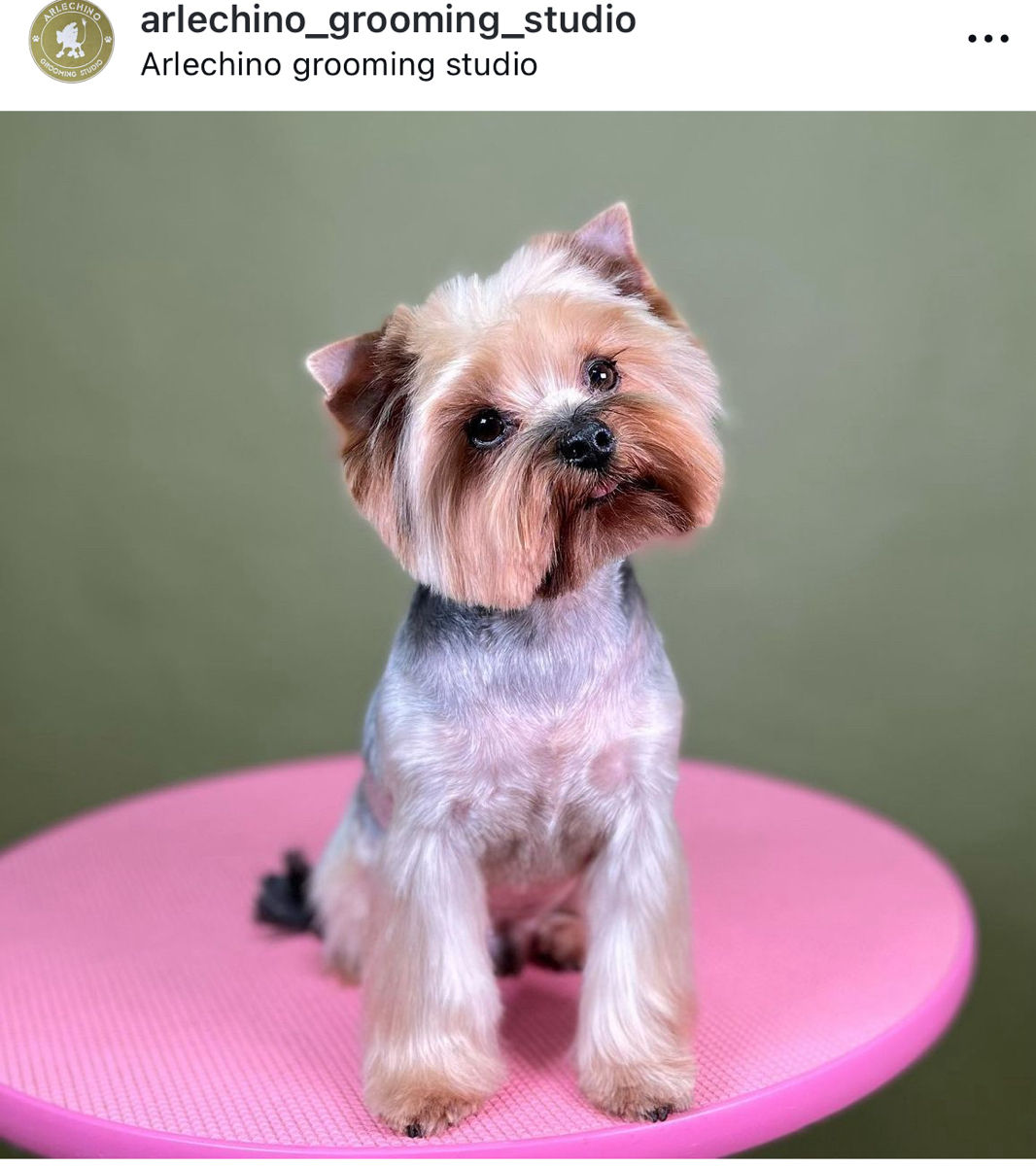 "Arlechino Grooming Studio". Buiucani. Îngrijirea cainilor si a pisicilor. foto 8