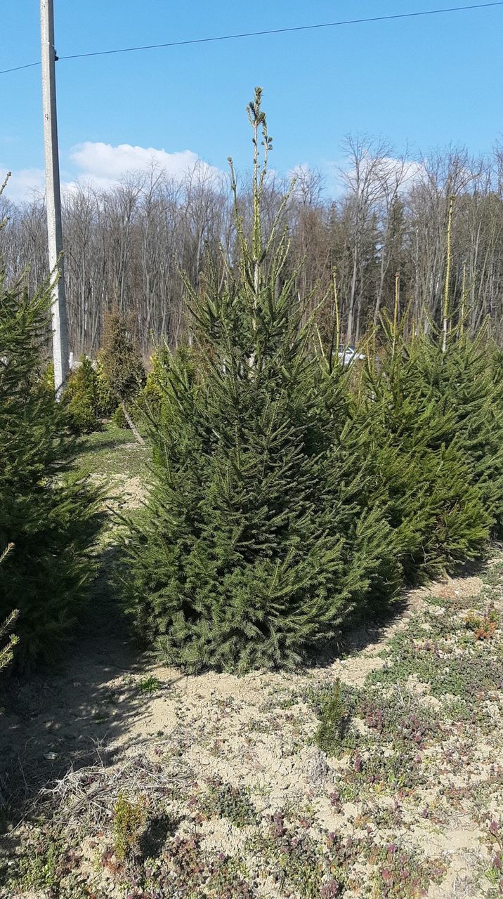 Brazi/molid/pini  ель пихта  si multe alte specii de plante decorative foto 5