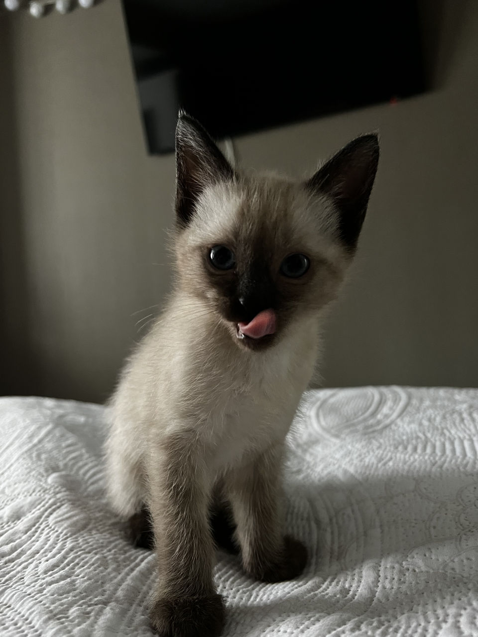 Сиамские котята