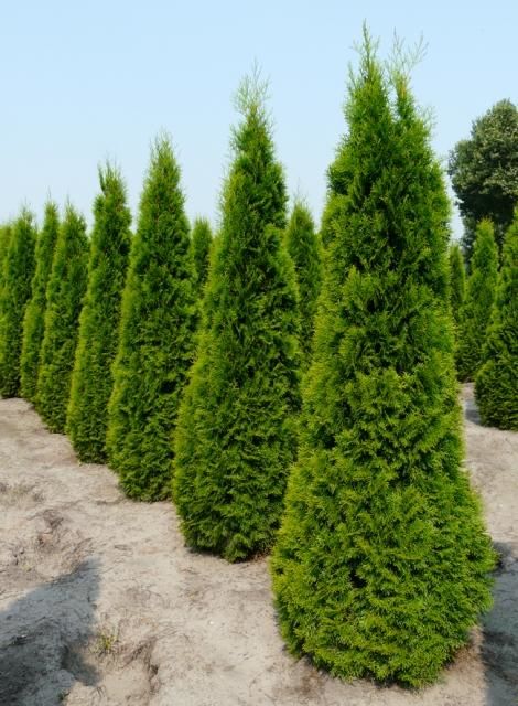 Лейландия купрессоципарис Лейланда кипарисовик cupressocyparis leylandii pon pon thuja фото 4