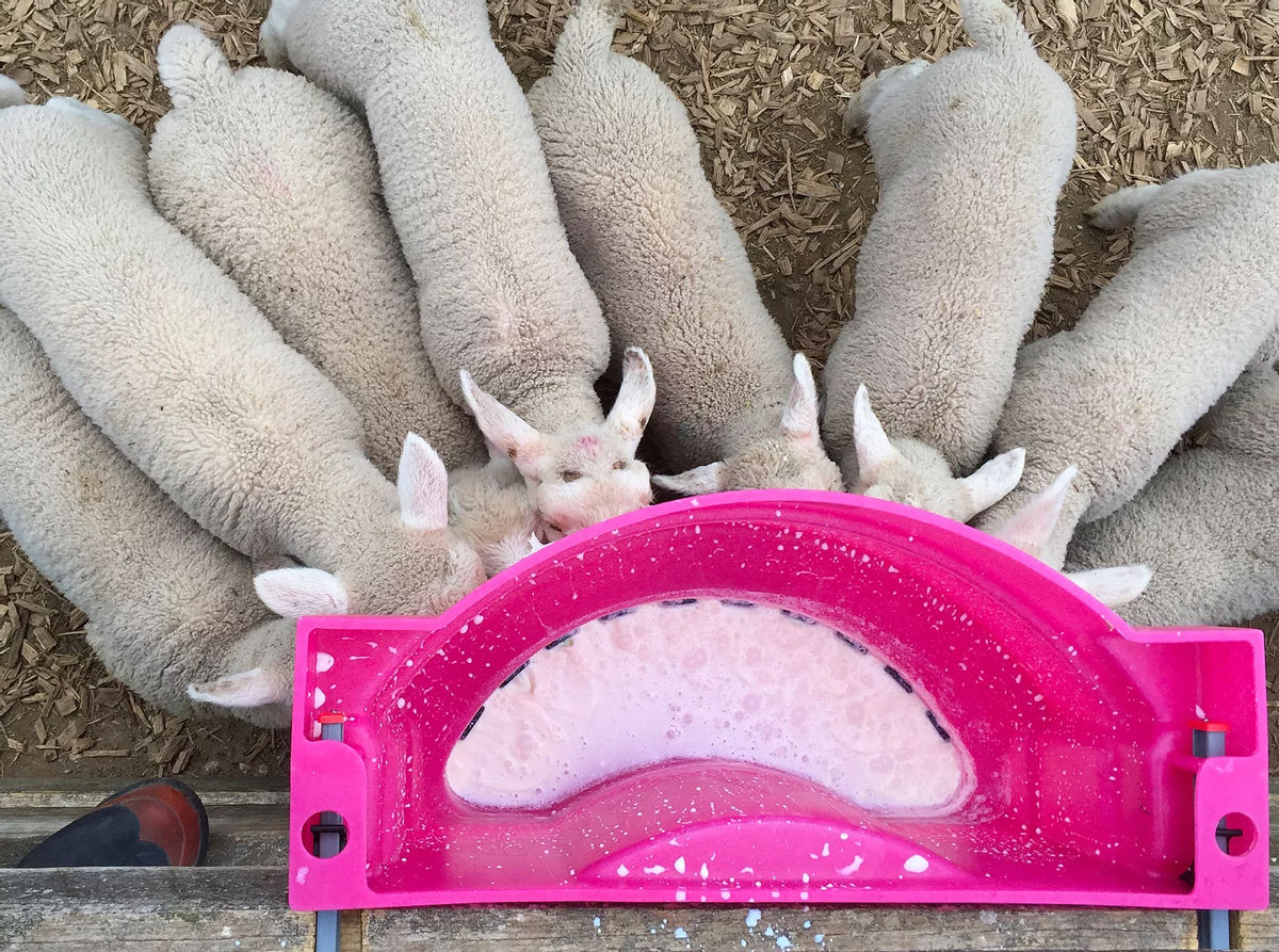 Lapte praf pentru miei și iezi din primele zile după fătare  foto 2