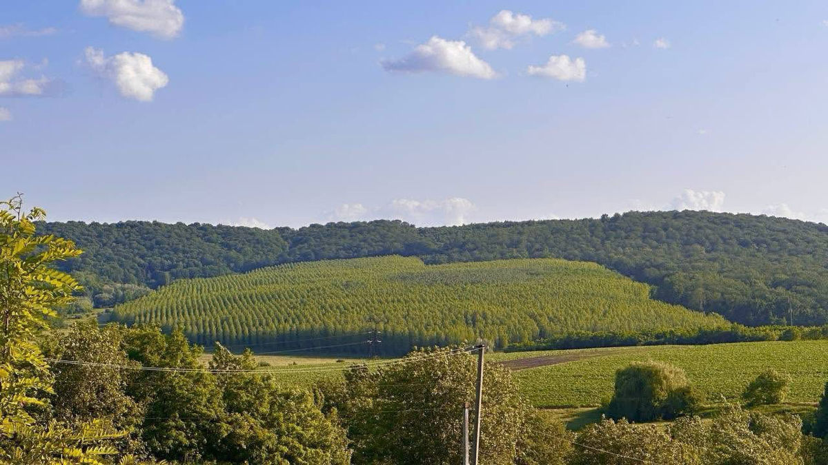 Pădure spre vânzare  foto 0