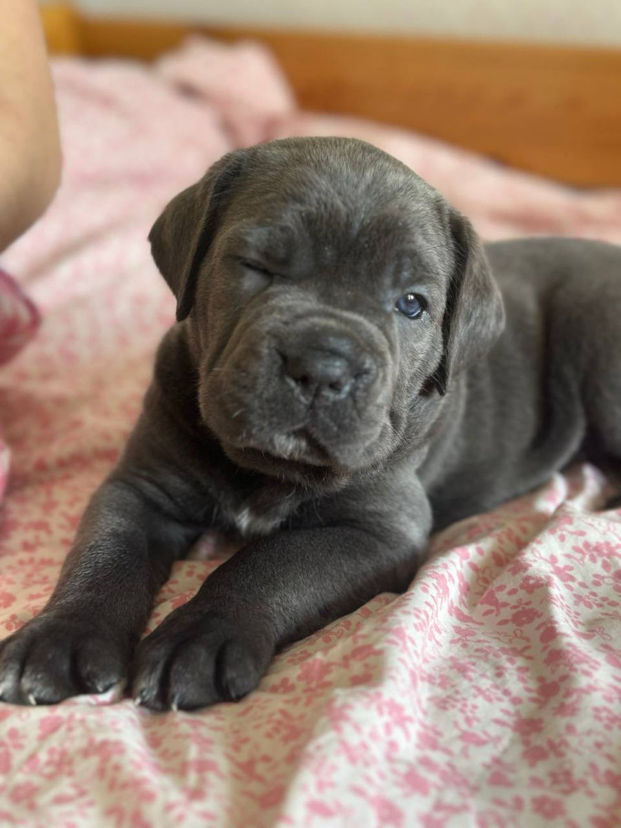 Cane Corso cu pedigree foto 5