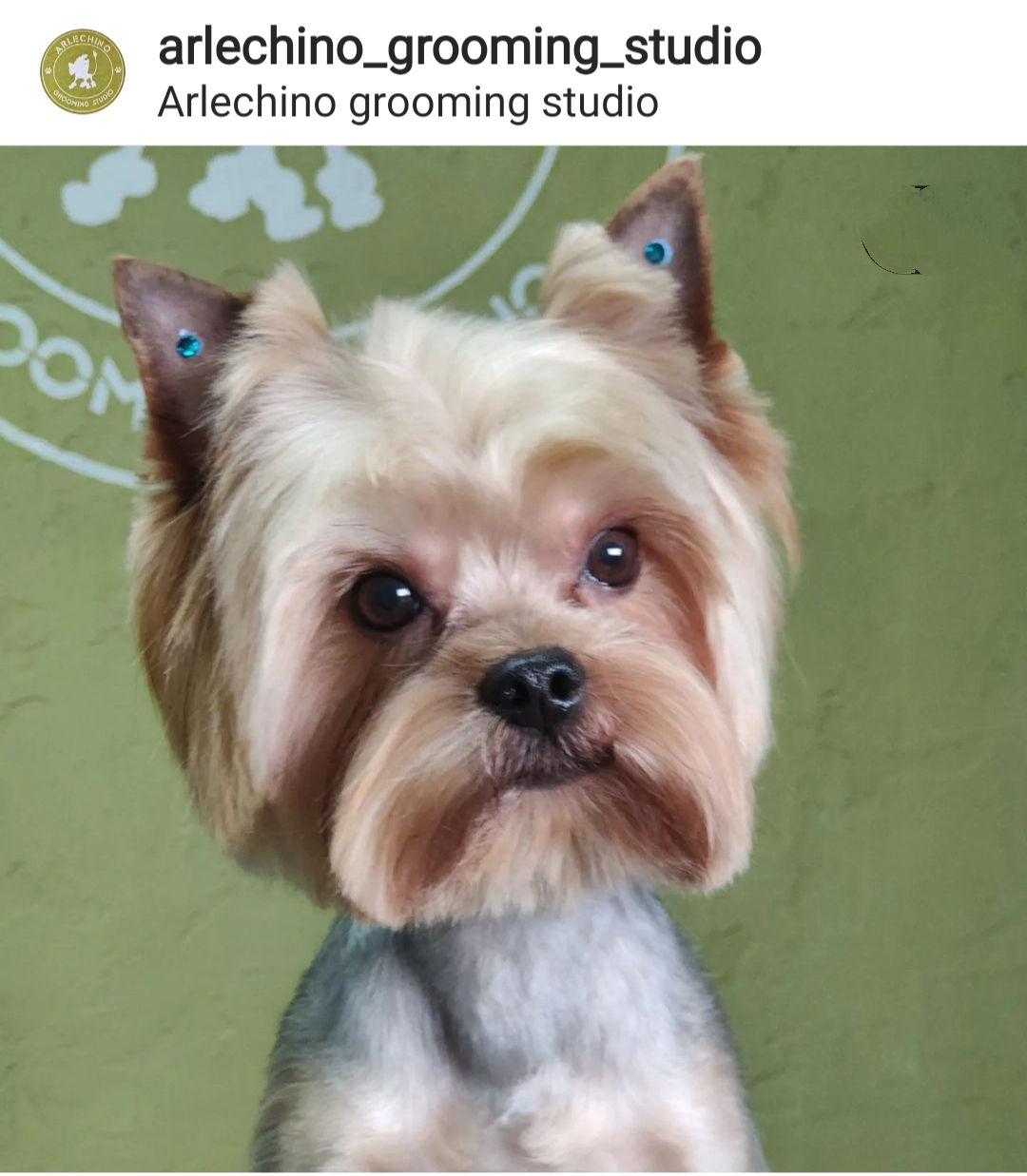 "Arlechino Grooming Studio". Буюканы. Стрижка собак и кошек. foto 4