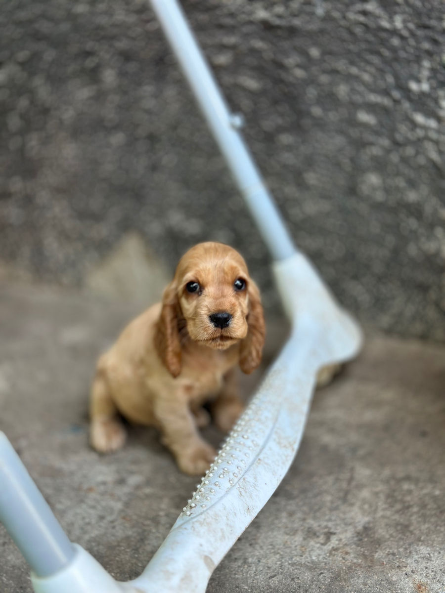 Cocker Spaniel Englez Rasa curata  foto 8
