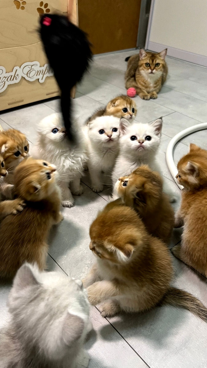 Scottish fold/straight foto 2