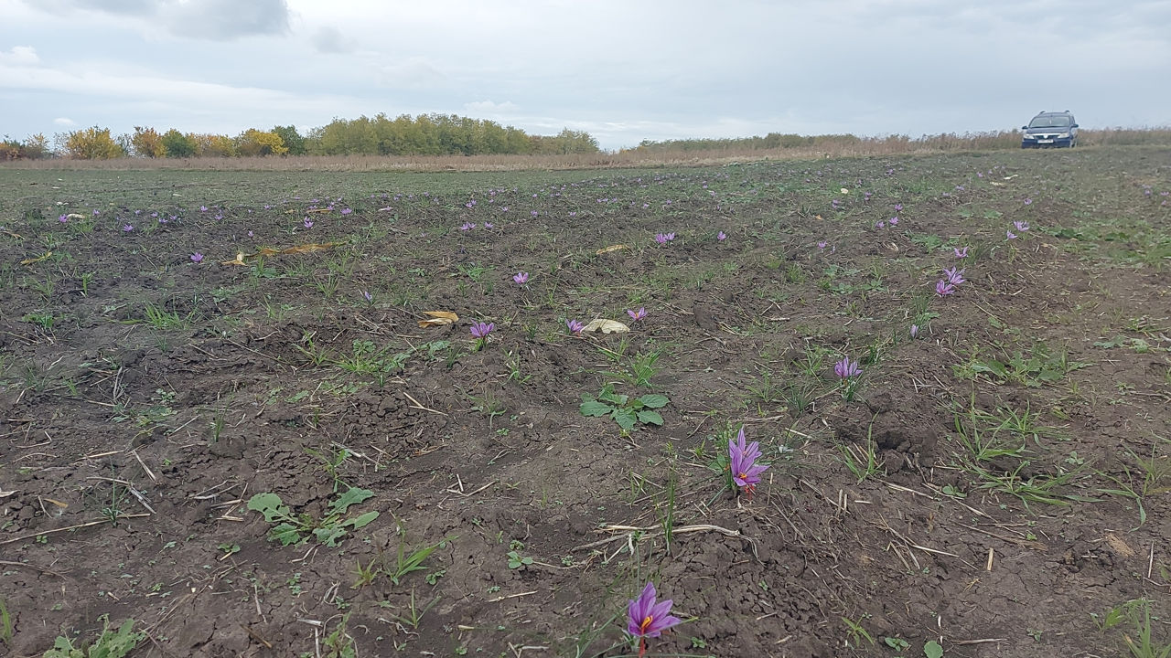 Afacere activă- Cultivarea celui mai scump Condiment- Şofran foto 3
