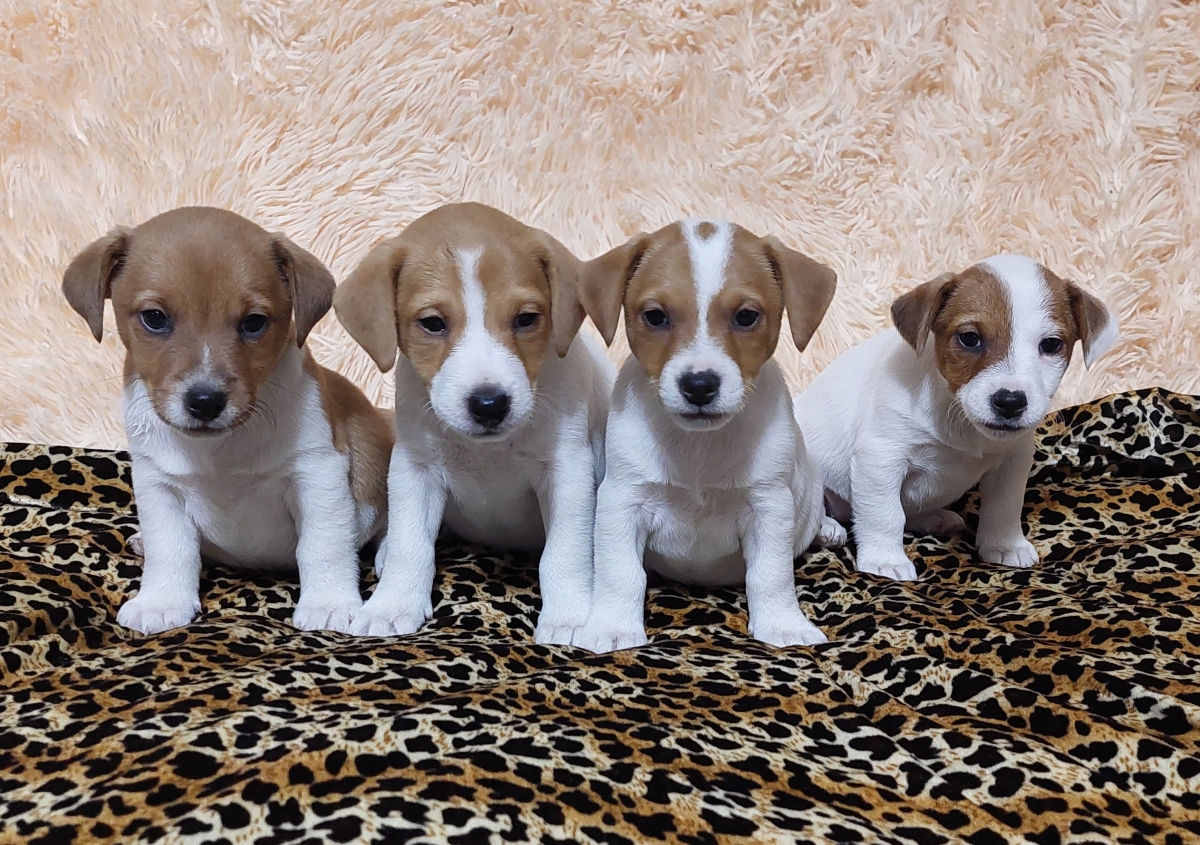 Vând căței jack russell terrier, născuți la 15 august. Or. Soroca foto 7