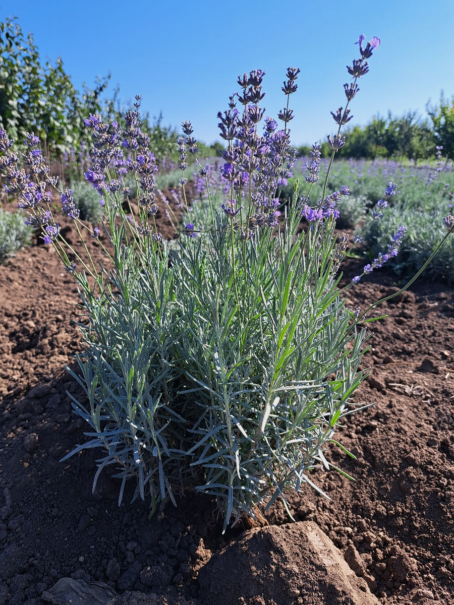 Lavanda foto 0