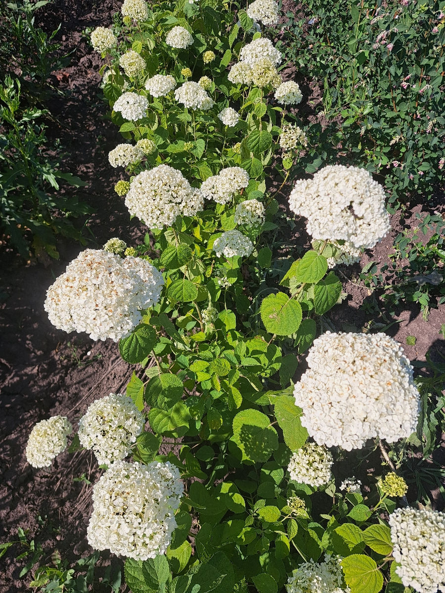 Hortensia foto 9