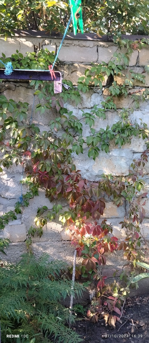 Devichii vinograd foto 1