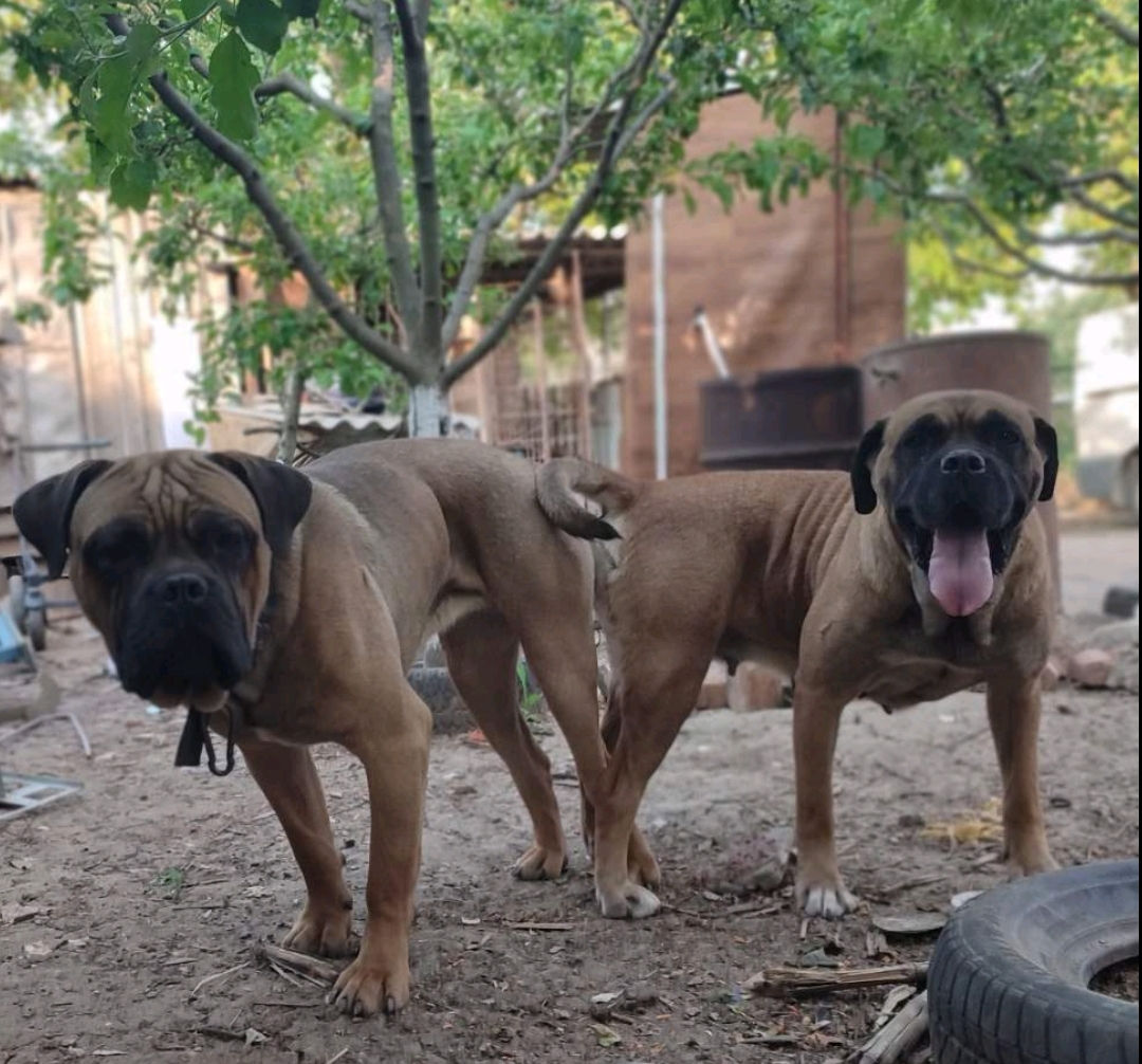 Cane corso  foto 8