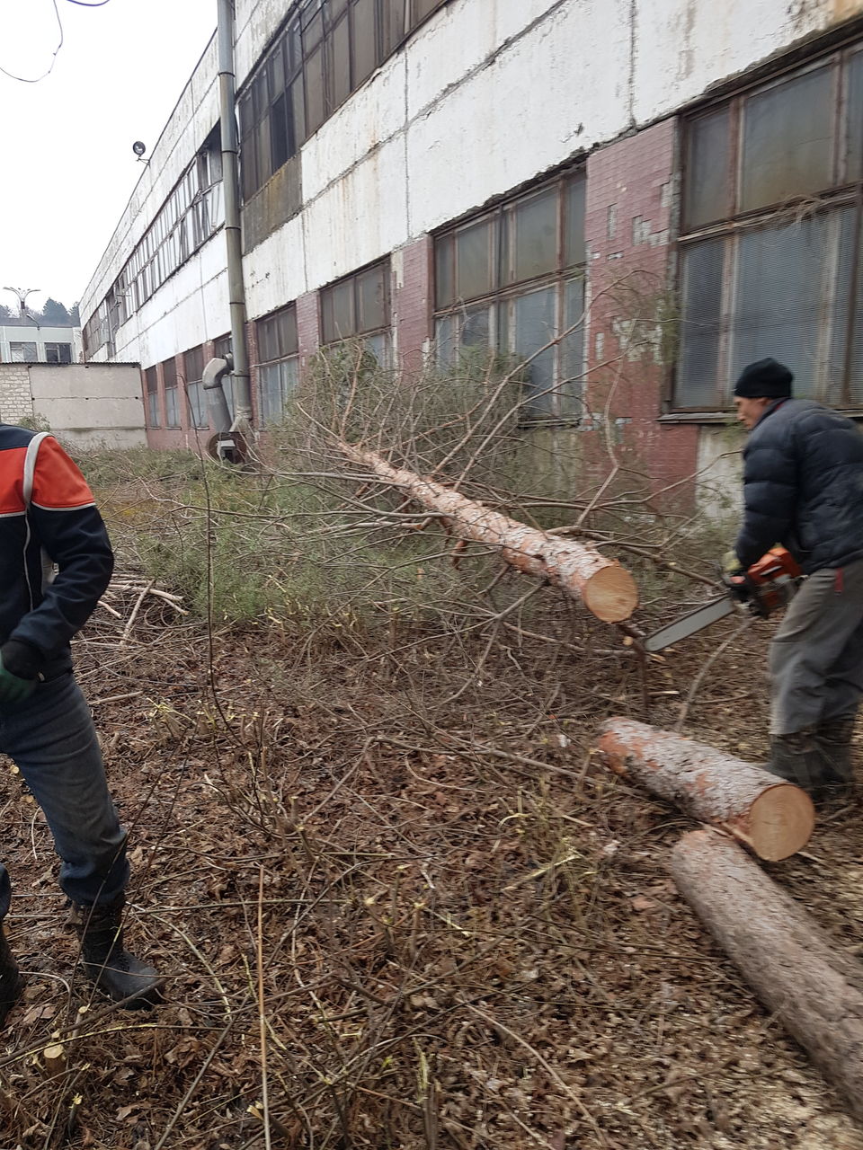 Hamali грушики разнорабочие lucru auxiliar foto 3