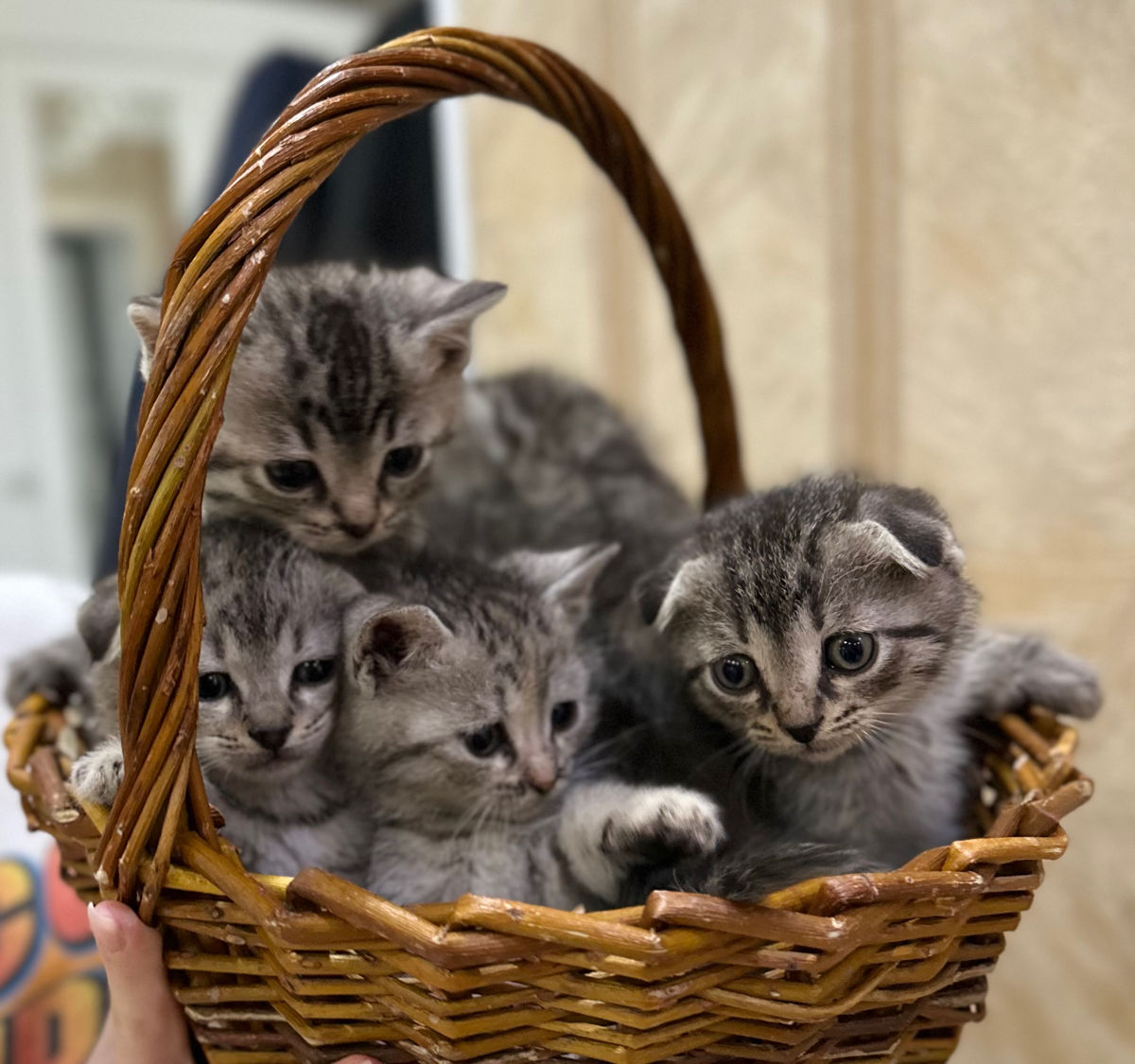 Pisoi de rasă – Scottish Fold & Scottish Straight – de vânzare Urgent ! foto 0