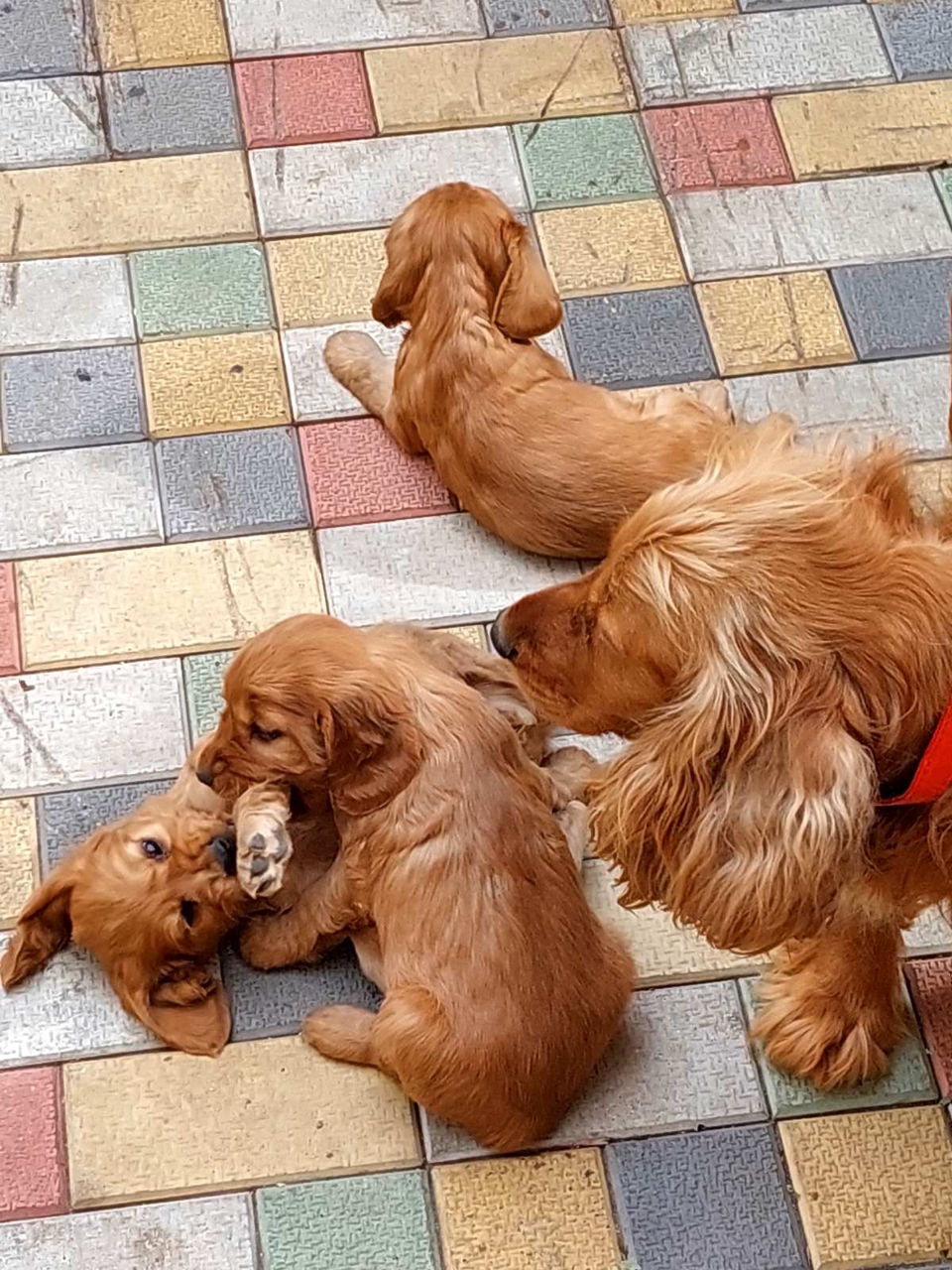 Disponibili: Ultimii 2 cățeluși Cocker Spaniel – Rasa pură, jucăuși și adorabili! foto 6